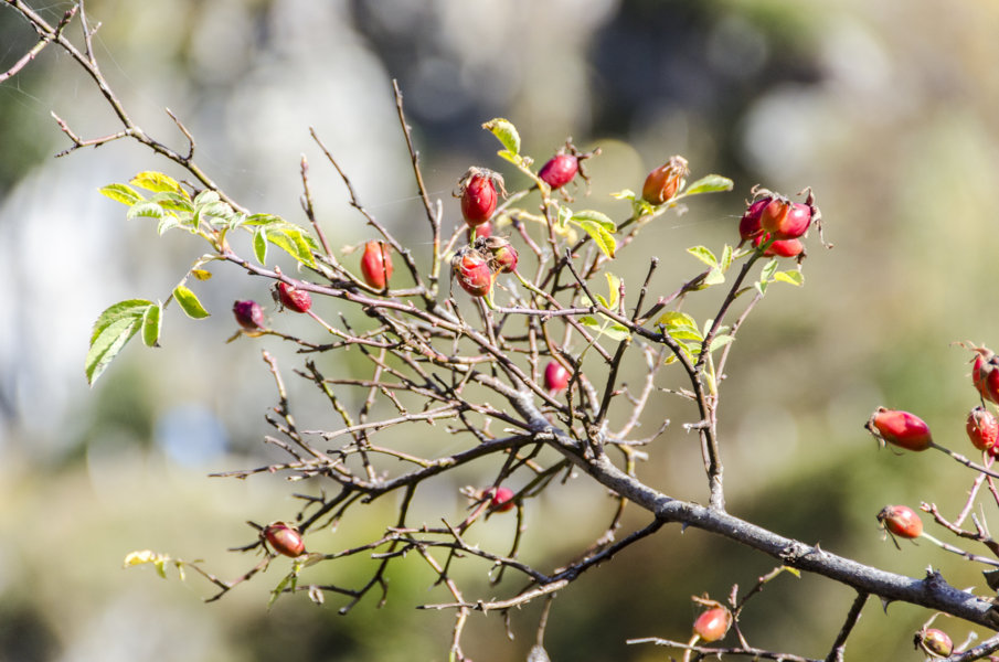 Frutos rojos - Val d'Aran - Lleida - Catalunya